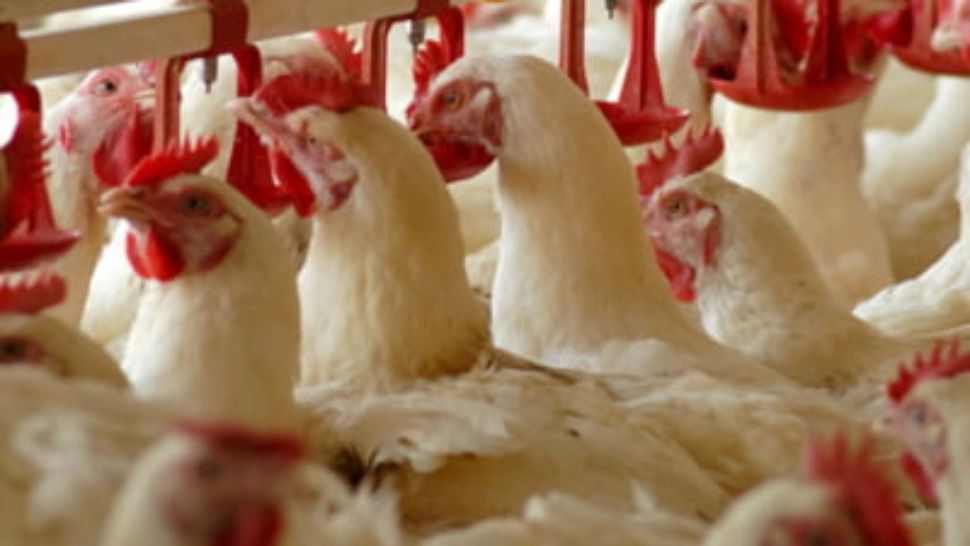 Transporturile de ouă şi carne de pasăre, verificate la Arad/ Arhivă foto