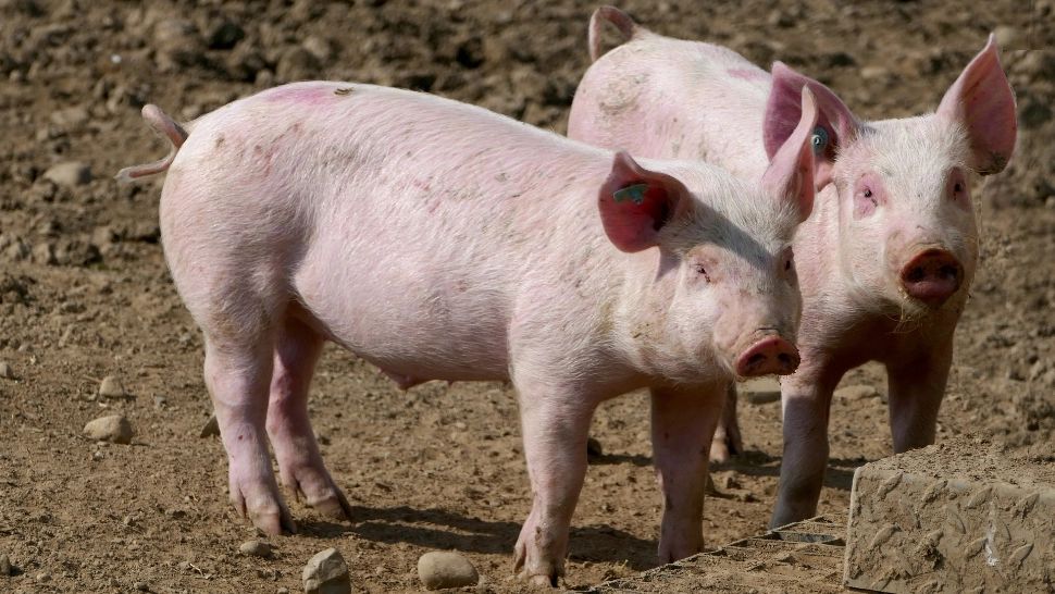 Ministrul Agriculturii cere renunțarea la LEGEA PORCULUI - Animalele pot fi sacrificate în curte
