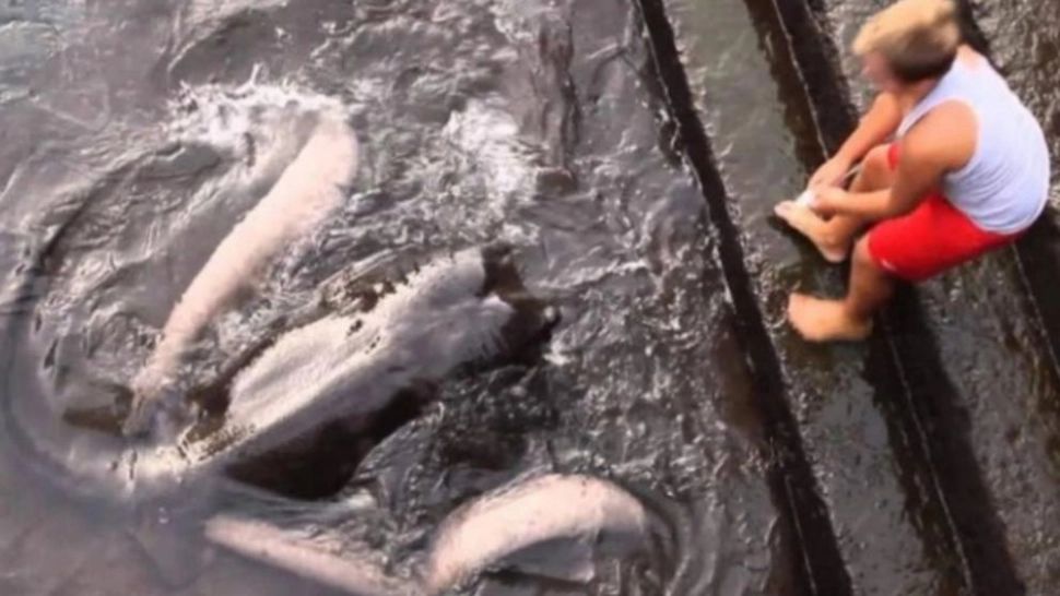 Copilul a fost filmat jucându-se cu "noul prieten". Când și-au dat seama ce era creatura, au înghețat! - VIDEO