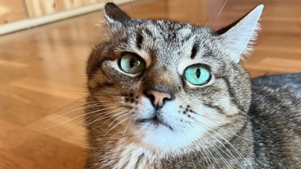 Motanul Stepan/ Captură foto Instagram