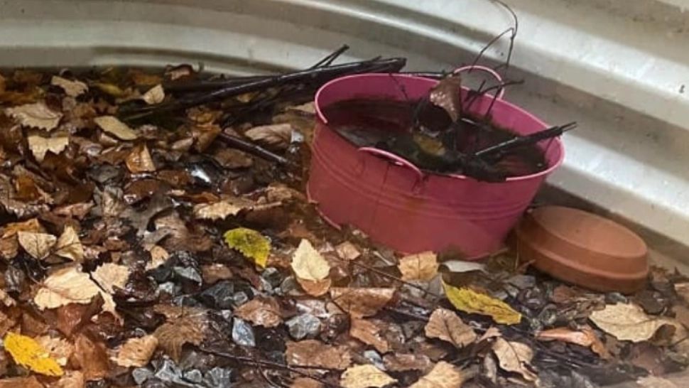 Cea mai enervantă iluzie optică: găsește broaștele în 10 secunde - testul pe care doar 1% din oameni îl trec. Accepți provocarea?