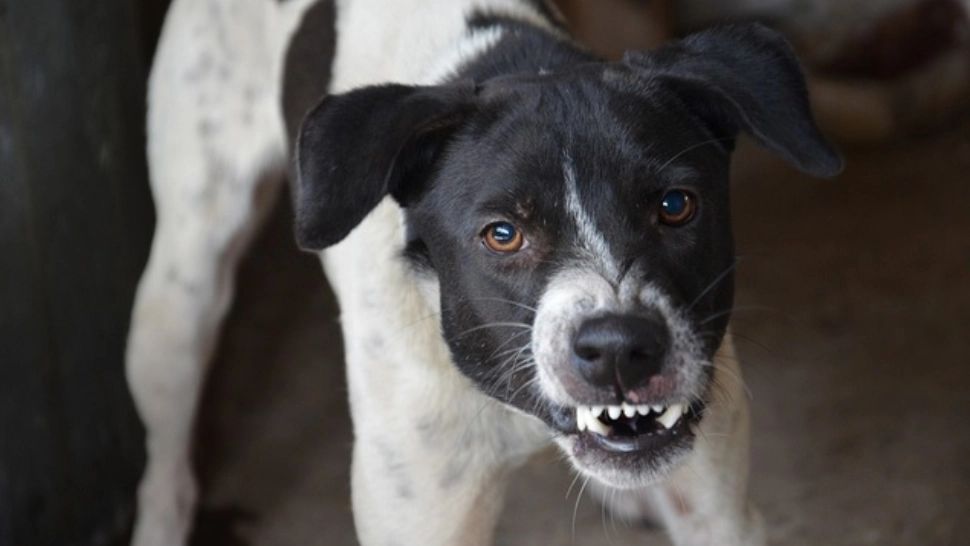 CUM te poți apăra atunci când ești atacat de un câine sau de o întreagă haită - Ce nu trebuie să faci