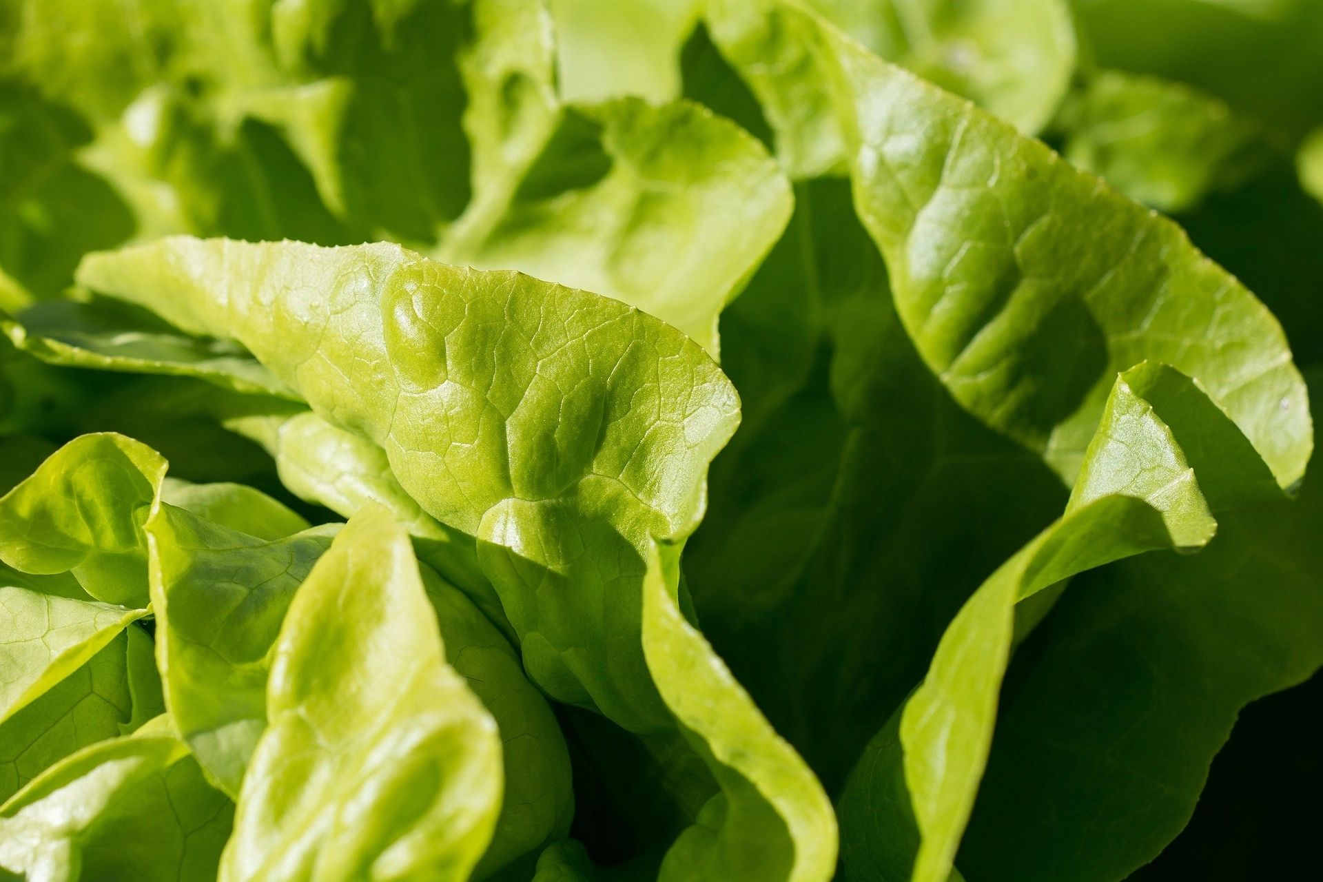 Salata verde
