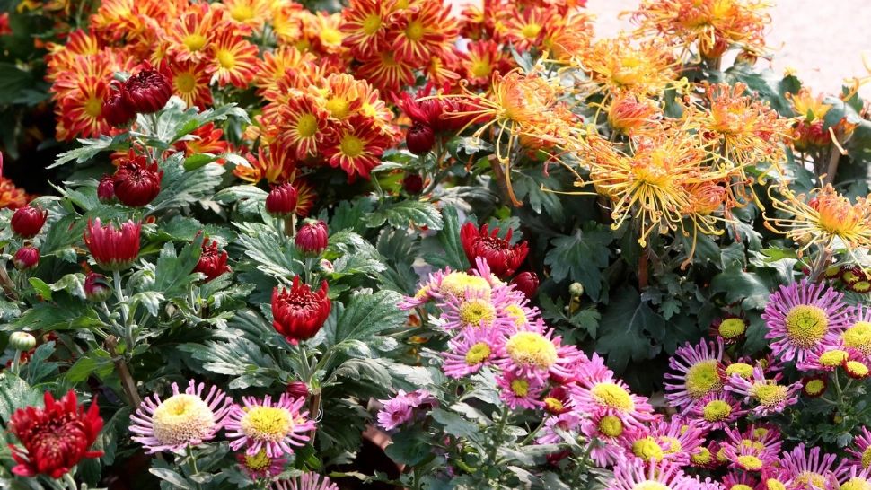 Secretul CRIZANTEMELOR. Cum le ajuți să înflorească până toamna târziu 