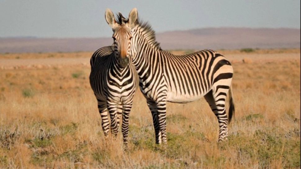 Iluzia optică perfectă: două zebre, același cap. Care este adevărul din spatele acestei fotografii care naște controverse