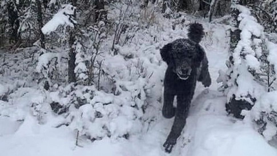 Iluzia optică pe care numai geniile o rezolvă: tu ce vezi în imagine, un câine sau un bărbat? 