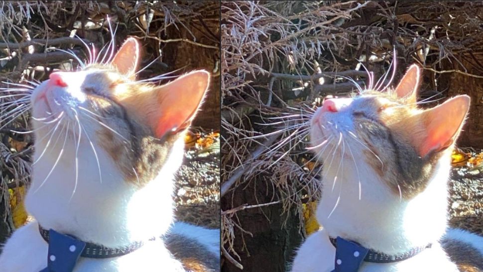 Alertă printre stăpânii de PISICI. Un nou tip de gripă poate provoca ORBIREA