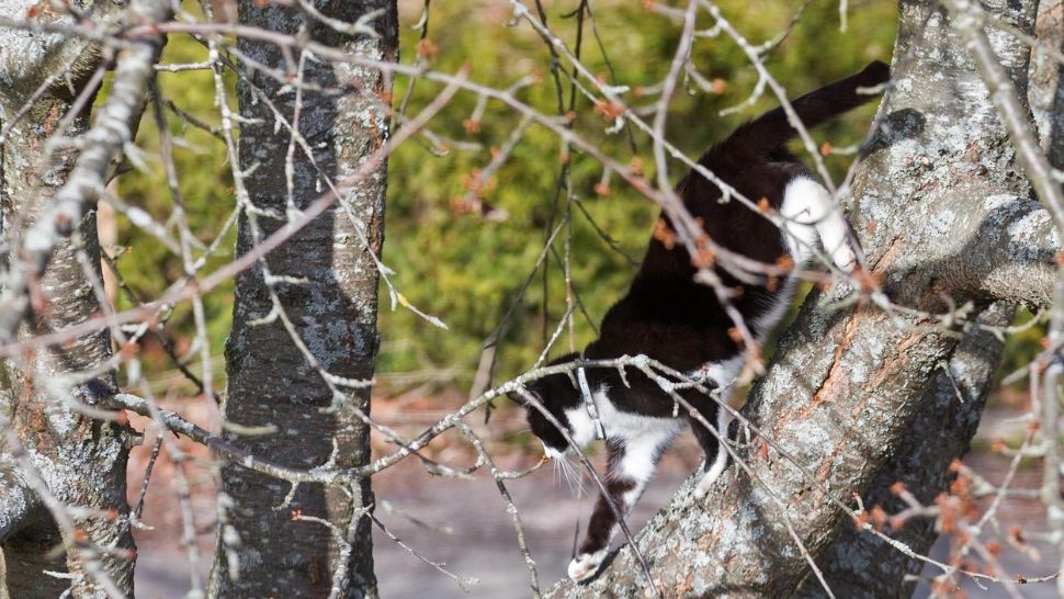 De ce se urcă pisicile în copaci si de ce le este frică să coboare?