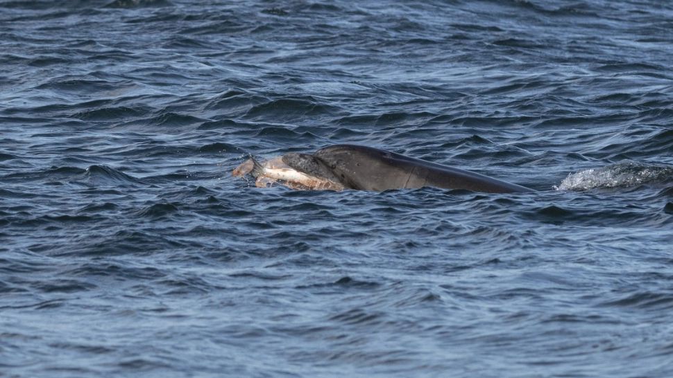 Mii de delfini din Marea Neagră au murit din cauza războiului din Ucraina