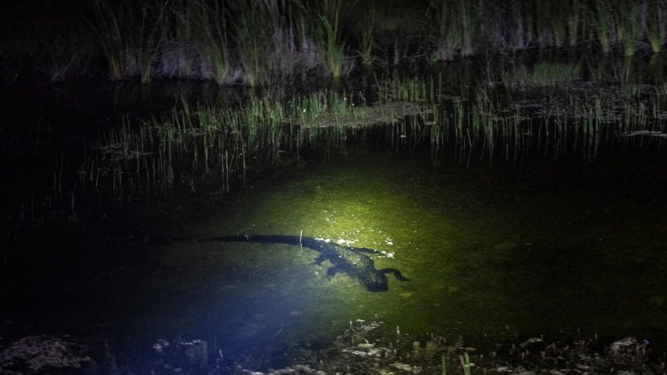 Aligator vs. piton. Confruntarea teribilă dintre cele mai temute reptile - VIDEO