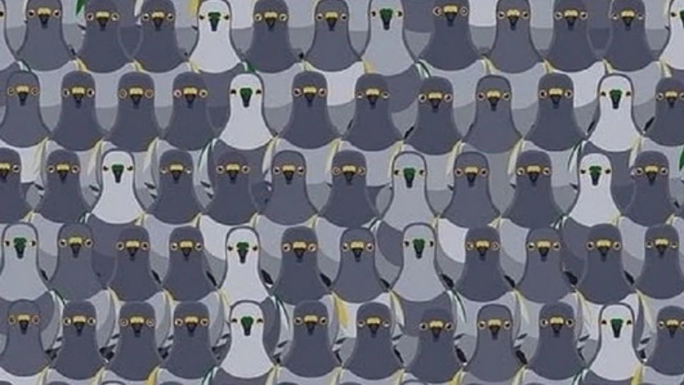 Testul pe care doar geniile îl trec: găsește pisicuța ascunsă printre porumbei în 5 secunde! 