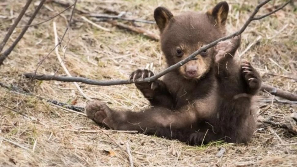 Pui de urs rănit, salvat de jandarmi, în ziua de Crăciun