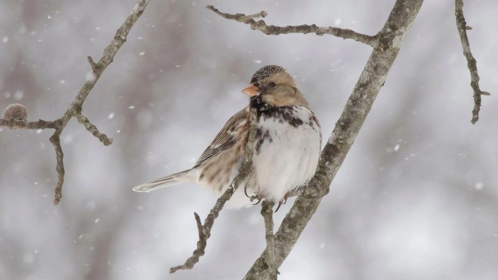 Ciclonul polar părăsește România, dar se instalează GERUL: temperaturi de -15 grade
