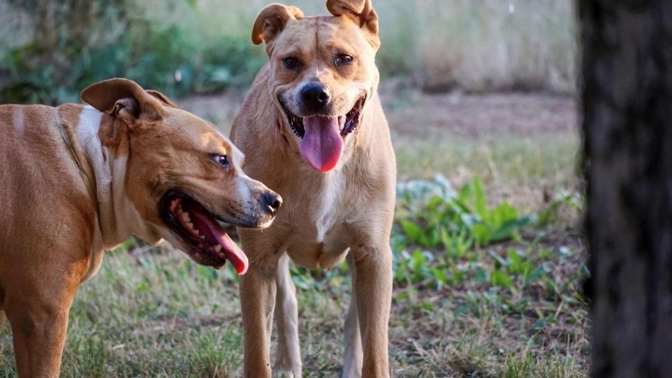 Câini din rasa Amstaff/ Foto: Profimedia
