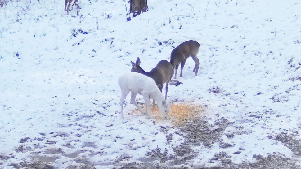 O caprioară albă a fost surprinsă pe camerele de supraveghere. Foto: Romsilva