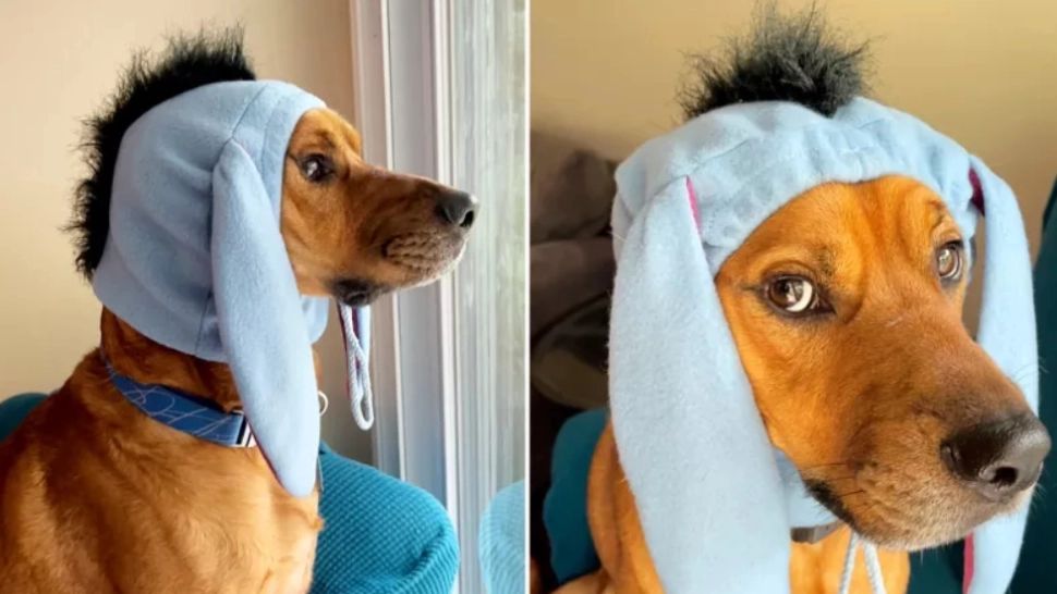 Cățel/ Captură foto Newsweek