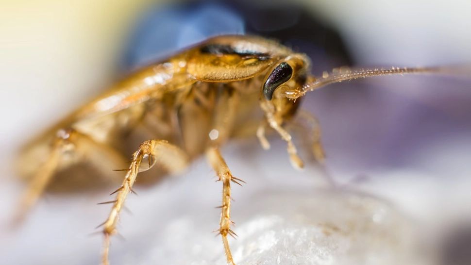 Teoria șocantă a unui deputat: UE vrea să elimine firmele de deratizare, ca să promoveze alimentele pe bază de insecte