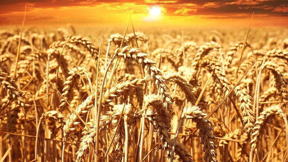 Marian Alecu, antreprenor român: Suntem tot în faza în care exportăm grâu şi importăm aluat pentru pâine