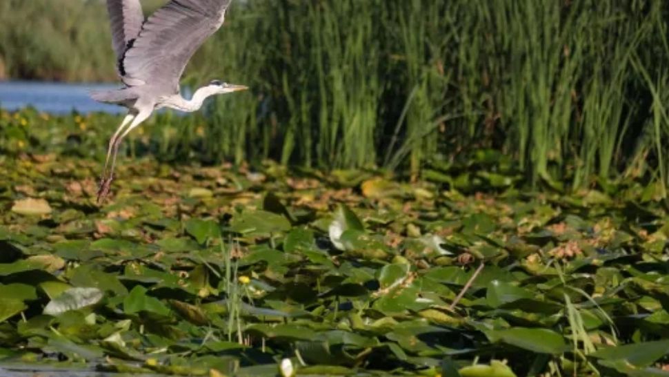 Institutul pentru Protecţia Mediului, avertisment după lucrările la Canalul Bîstroe începute de Ucraina: Vor avea un impact imediat asupra Deltei Dunării