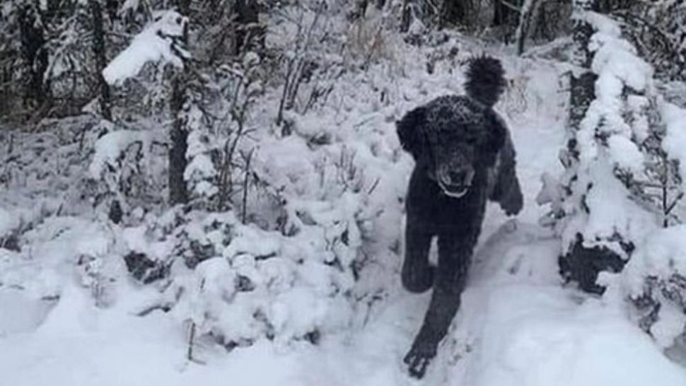 Tu ce vezi în imagine, un câine sau un bărbat? 