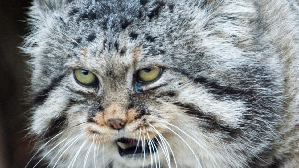 Cea mai morocănoasă rasă de pisici. Privește pe toată lumea de sus, la propriu - GALERIE FOTO 