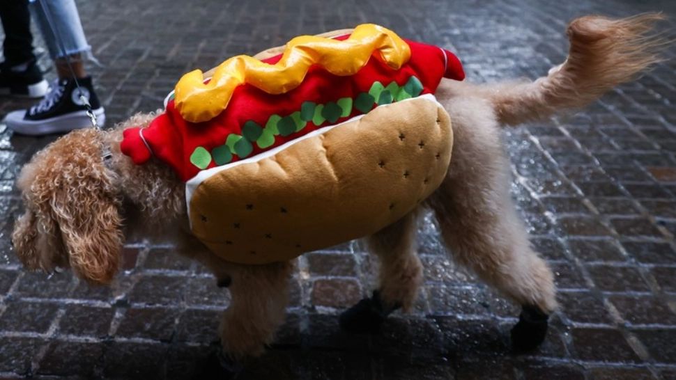 Hotdog sau sendviș?  Întrebarea din cauza căreia le sare muștarul americanilor