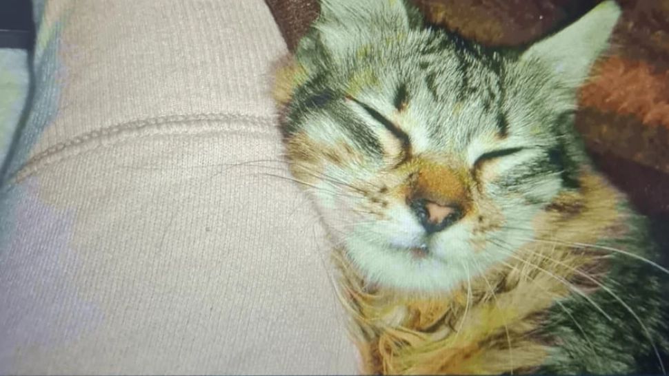 Românii au trimis poze cu pisici la plata facturilor. Foto: Facebook/Compania Națională Poșta Română