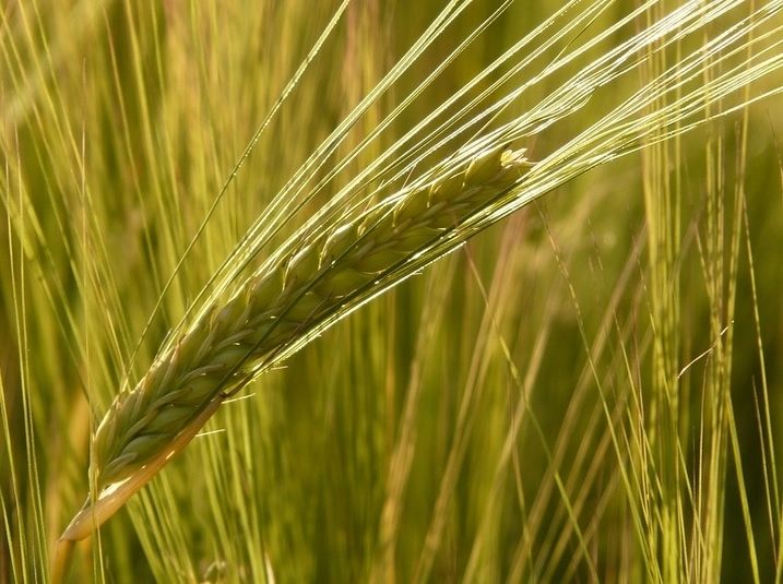 Cerealele din România, refuzate la export, din cauza contaminării cu organisme modificate genetic
