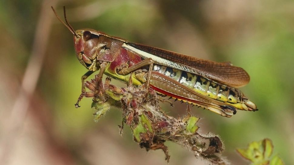 Prima țară care interzice insectele în mâncare. Italia nici nu vrea să audă de făină de greieri în blatul de pizza