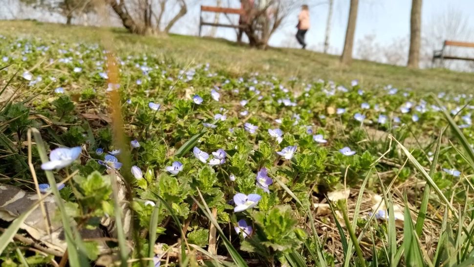 Peisaj de primăvară/ Foto: Emanuel Focșan