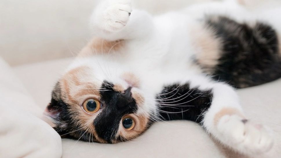 Ce rasă de pisică ți se potrivește, în funcție de zodie. Horoscopul armoniei perfecte