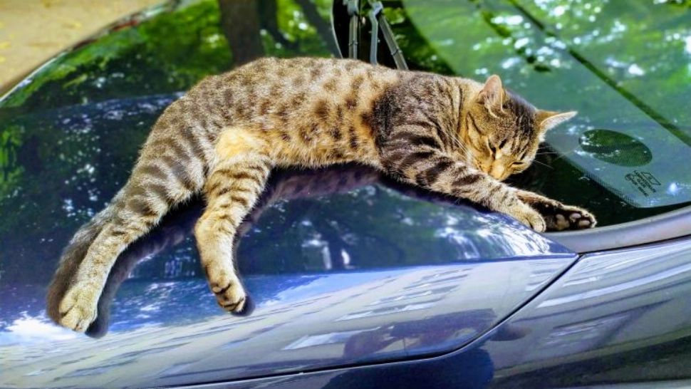 Care este adevărul despre IARBA MÂȚEI. Ce efect are, de fapt, asupra felinelor