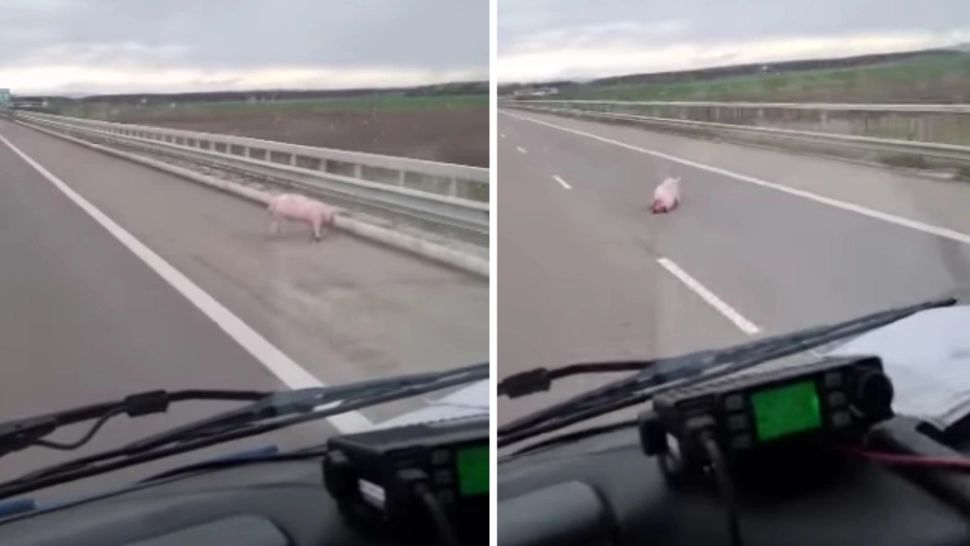 Noua probă pentru șoferi: Slalom printre porci pe autostrada A3. VIDEO