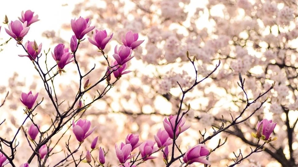 Prognoza meteo pe o lună - ANM anunță temperaturi ireale! Cum va fi vremea până pe 14 aprilie