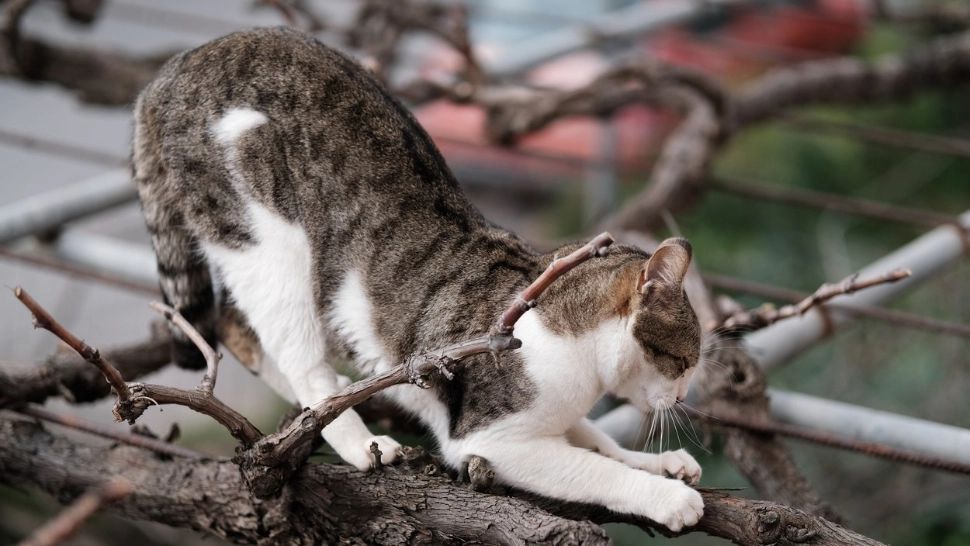 Cele mai frecvente greșeli pe care le facem când ne alegem o pisică. Ce NU TREBUIE să facem 