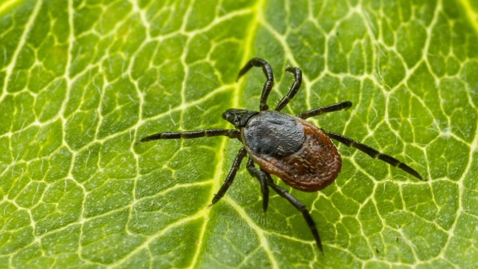 Măsuri de protecție împotriva căpușelor. La ce e recomandat să fii atent când ieși în natură