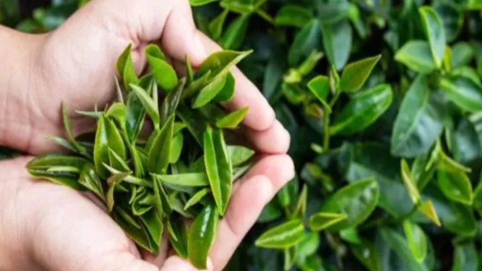 Praf și aer încărcat în casă? Iată plantele care îți pot veni în ajutor