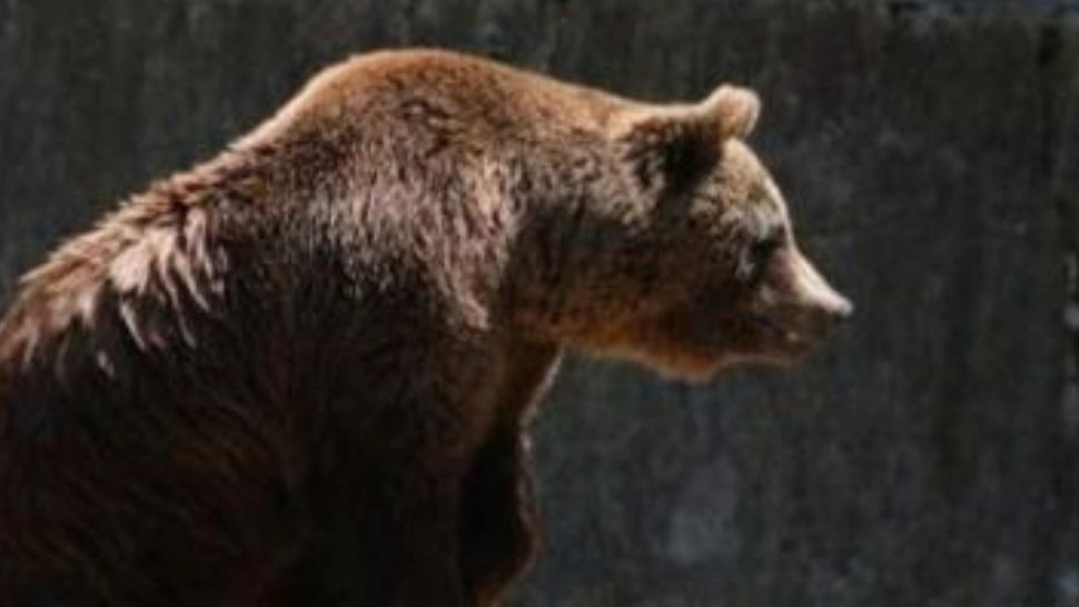 Alertă de URS în Prahova - A fost emis mesaj RO-Alert după ce un exemplar se plimba pe străzile din Slănic