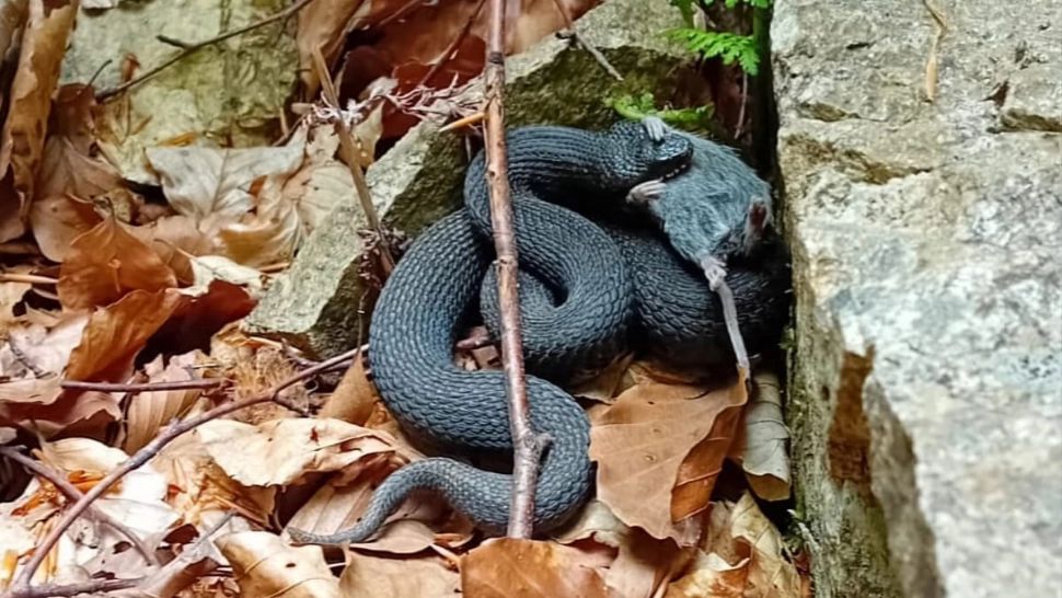 Atenție, vipere NEGRE! Una dintre cele mai veninoase specii, descoperită în zona Petroșani