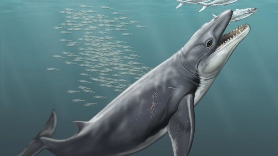 Strămoșul BALENEI avea blană și alerga prin păduri. De ce a revenit în ocean?