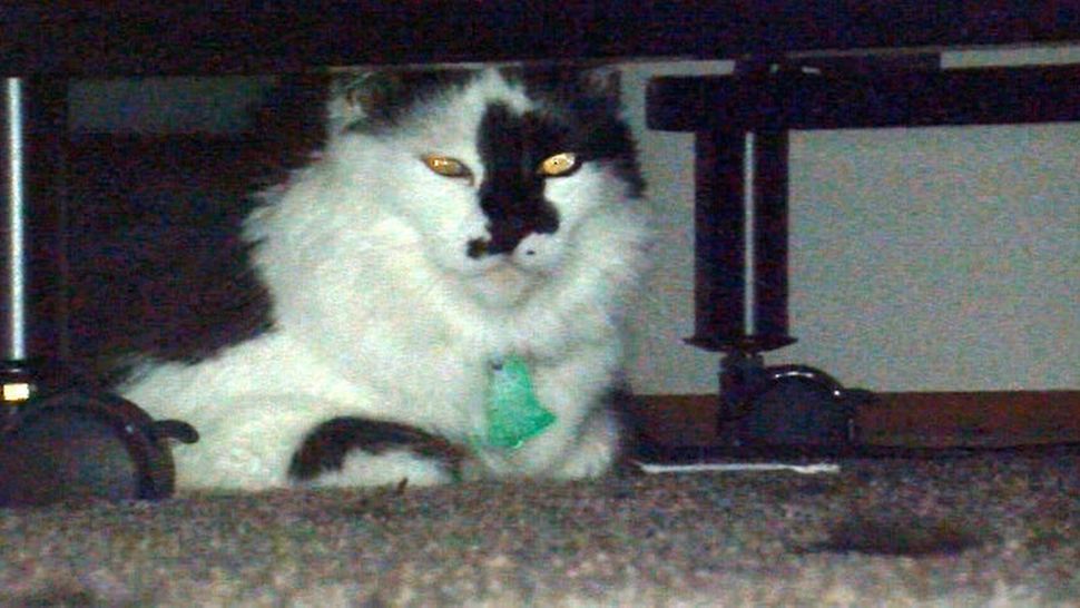 De ce se ascunde PISICA sub pat sau sub mobilă? Când este cazul să luăm măsuri