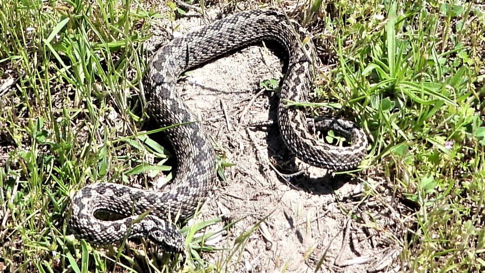 Record de VIPERE în Delta Dunării. Specialiștii au observat zeci de șerpi veninoși 