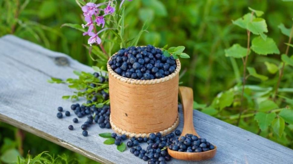 Afinele, cel mai bun remediu pentru bolile intestinale - Studiu exploziv cu efectele lor extraordinare