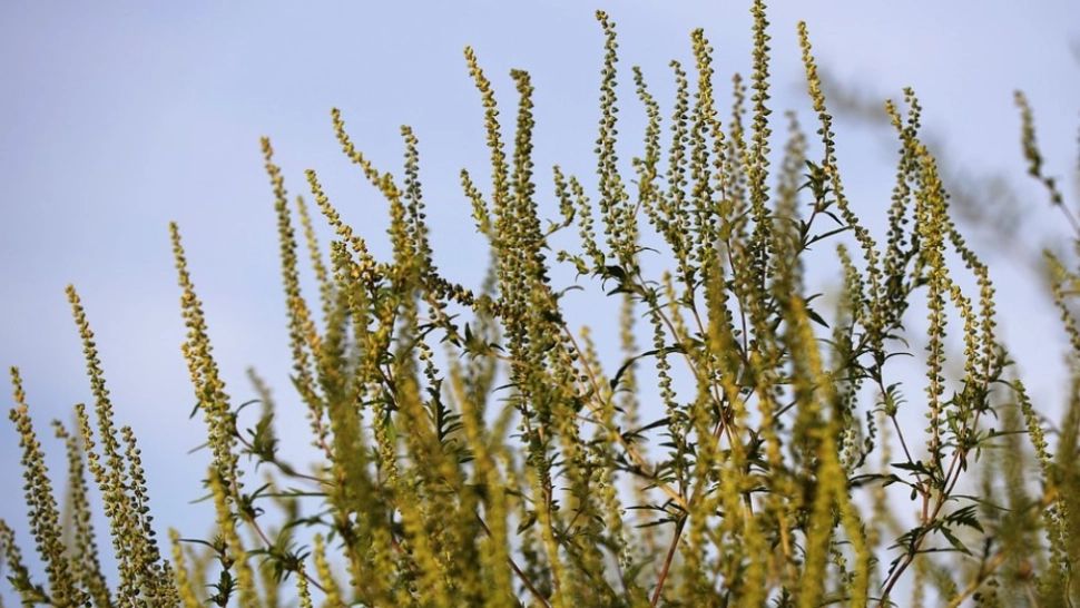 Cum arată ambrozia, planta care te poate îmbolnăvi grav fără să ştii. Primele simptome