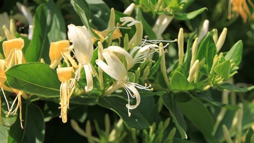 Caprifoiul, planta care combate o temută bacterie: cel mai bun detoxifiant natural