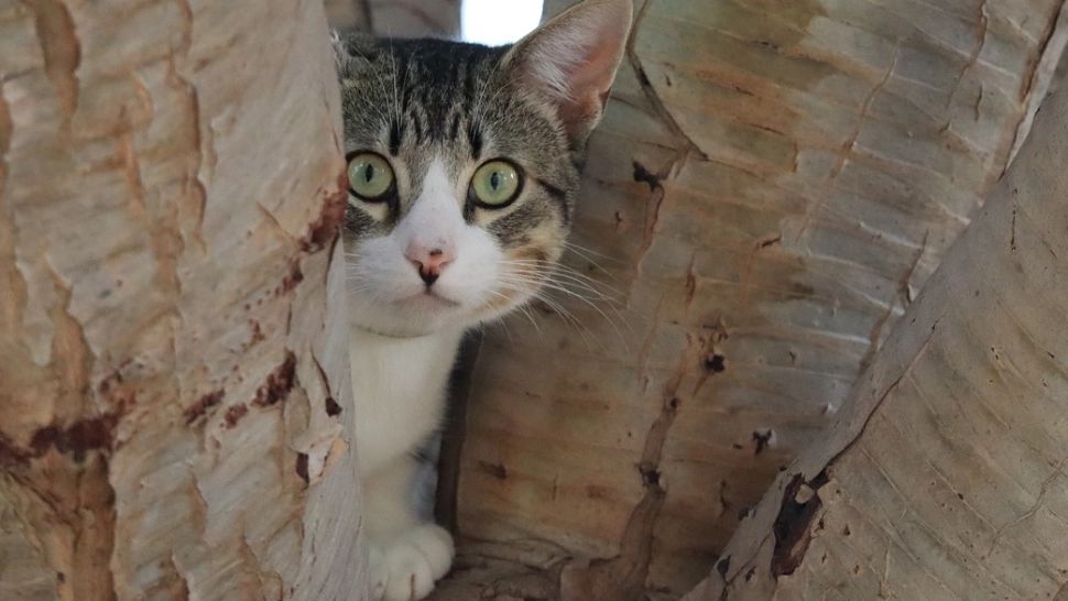 Ce le sperie pe pisici cel mai mult. Situațiile care pun pe fugă felinele sau le face să se ghemuiască de frică