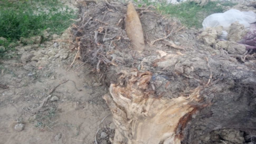 Proiectil din timpul războiului, descoperit în rădăcina unui copac