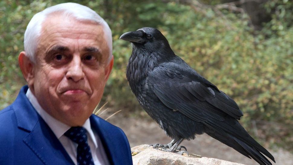 După ce a terminat cu cormoranii, Petre Daea declară acum război ciorilor