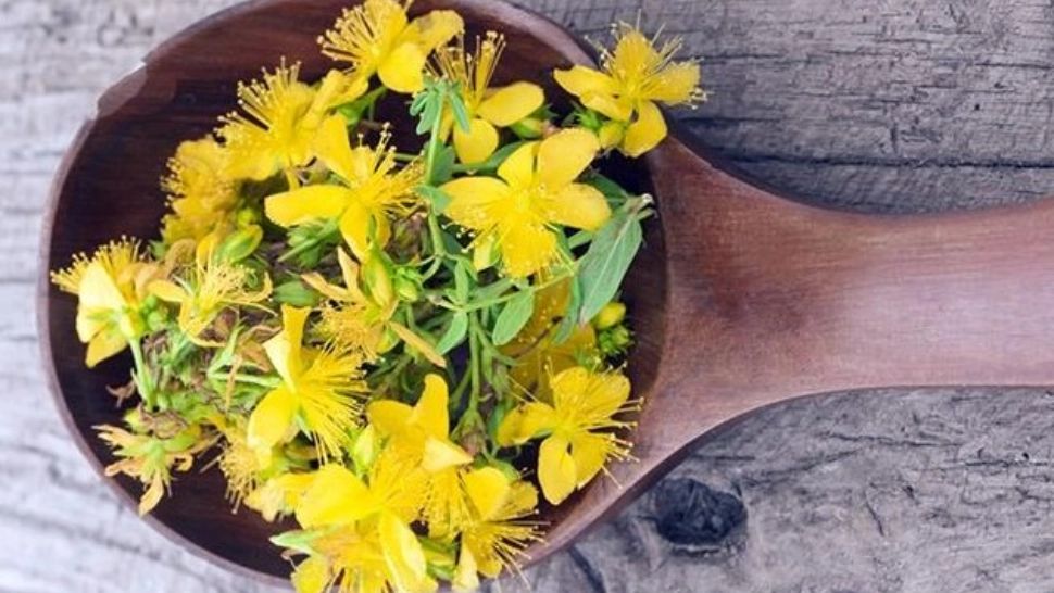 Efectele terapeutice ale florilor de sânziene: vindecă bolile ficatului, reumatismul și afecțiunile pielii 