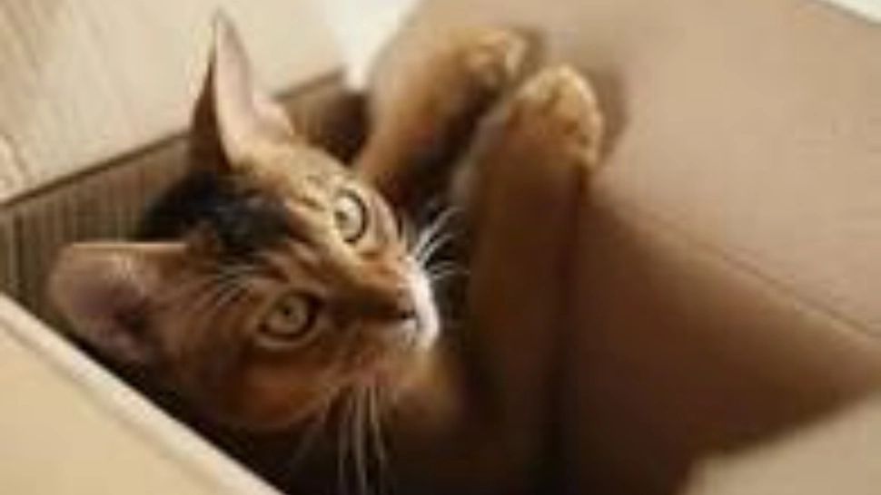 La ce pericole sunt expuse pisicile lăsate singure în casă. La ce trebuie să fie atenți stăpânii 